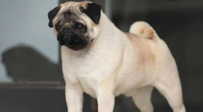 巴哥犬这好几个个人行为，便是来“报仇”的
