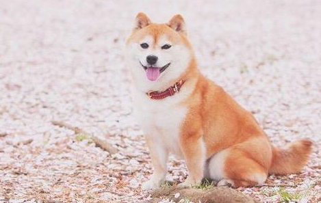 柴犬的5大特性，看了你还会养吗？