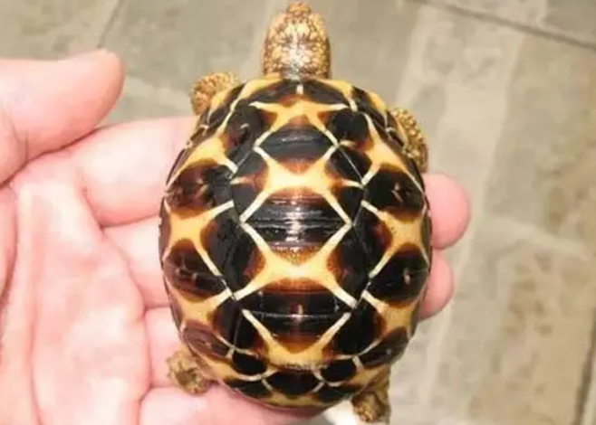 印度星龟陆龟价格，你们想知道了解吗？