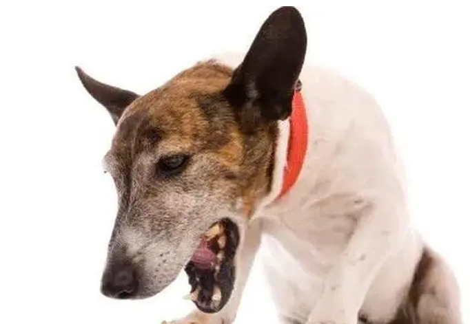 犬咳血的原因与急救方法