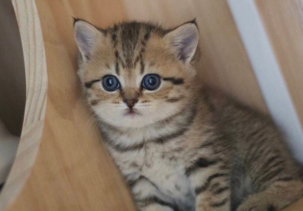猫牙龈炎怎么治疗与预防？来看看吧
