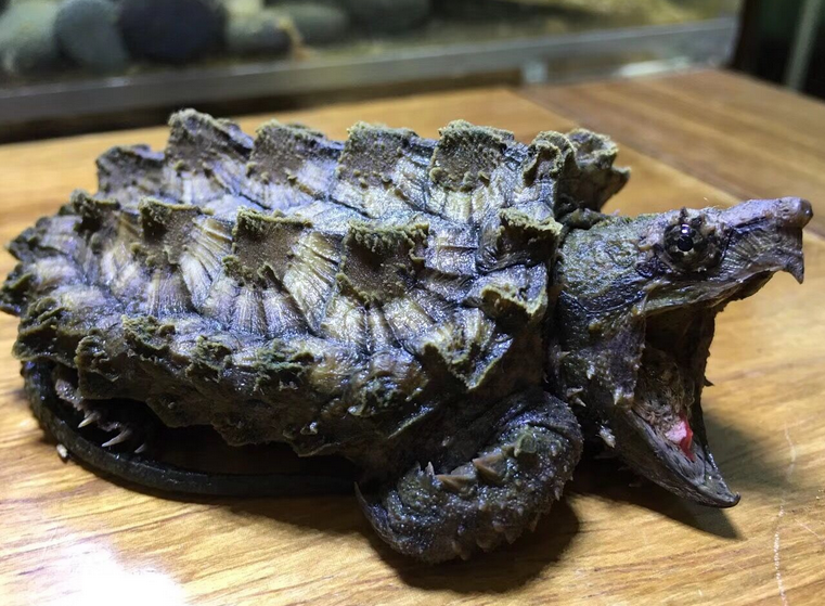 今天来了解下,真鳄龟价格? 今天来了解下,真鳄龟价格?