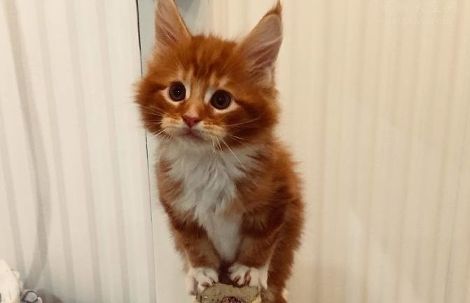 养猫除了喂猫粮外，还需要喂什么？