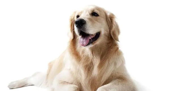 狗狗呕吐食欲不振精神不好是出什么问题了？