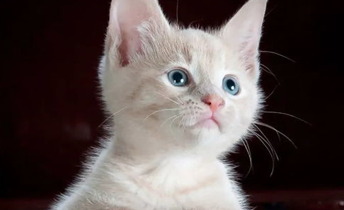 宠物猫心丝虫病的症状及对危害有哪些？