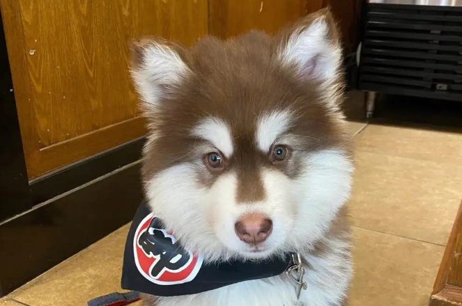 阿拉斯加犬生下小狗狗之后拉肚子是什么原因?教你一些方式! 阿拉斯加犬生下小狗狗之后拉肚子是什么原因?教你一些方式!