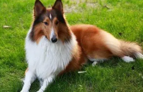 苏牧犬和喜乐蒂的区别