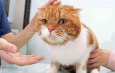 怎样能缓解猫咪的应激反应？
