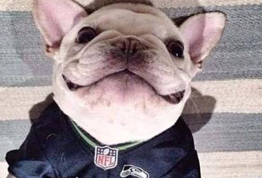 法国斗牛犬智力不高，但它的这种优势让许多人钟爱！