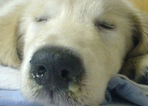 一文告诉你,犬瘟热怎么传染的? 一文告诉你,犬瘟热怎么传染的?