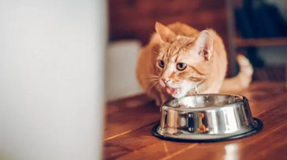 小猫什么时候开始吃猫粮比较好 小猫什么时候开始吃猫粮比较好
