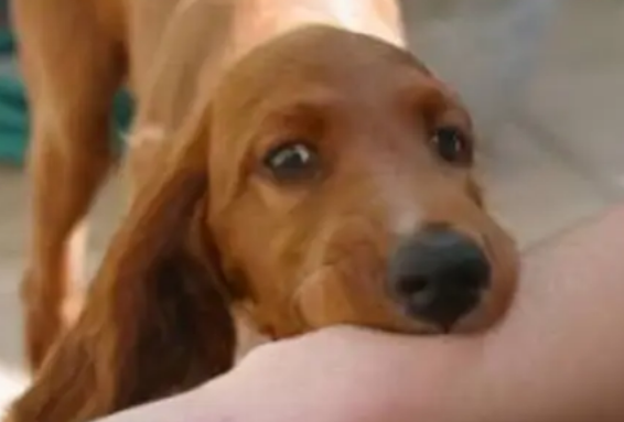 被宠物轻微抓伤后，要打狂犬疫苗吗？