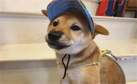 为什么送狗狗去上学呢