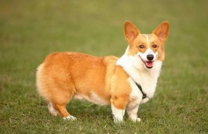 怎样协助柯基犬渡过月生理期,柯基犬月经几个月来一次? 怎样协助柯基犬渡过月生理期,柯基犬月经几个月来一次?