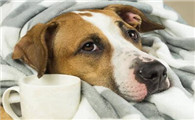 狗狗得了冠状怎么治啊