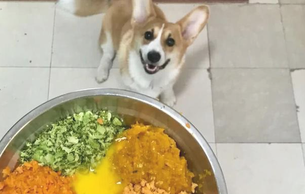 狗狗每日吃许多物品，依旧很瘦？可能是这4个缘故！