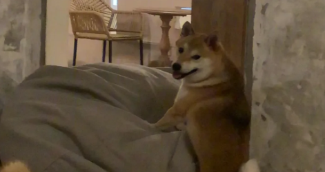 柴犬钙的缺失能否补钙