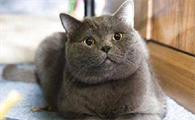 英国短尾猫易患哪些疾病?英国短尾猫易患哪些疾病症状