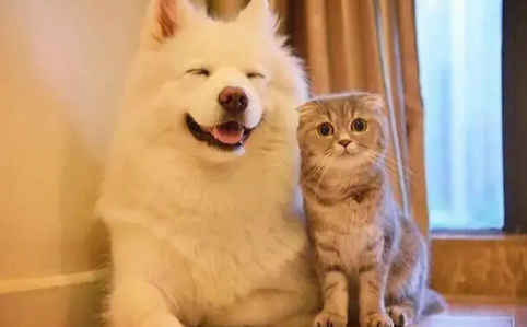 猫狗的定期保健检查包括哪些项目? 猫狗的定期保健检查包括哪些项目?