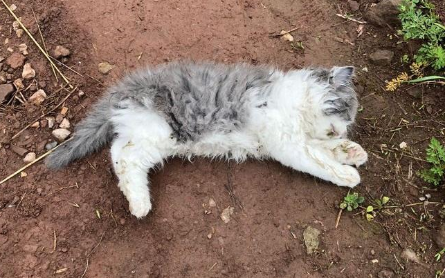 猫来家里被打死了好不好