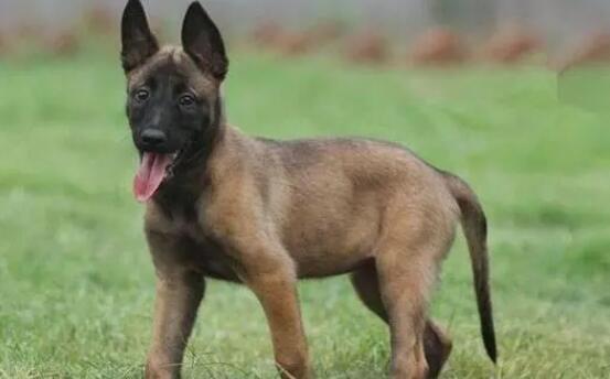 满月马犬幼犬怎么挑选好的 满月马犬幼犬怎么挑选好的