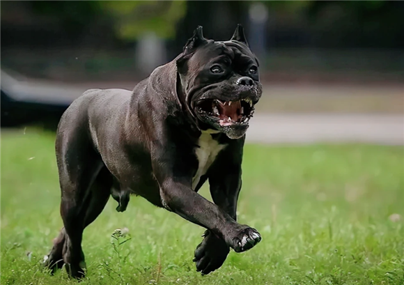 十大恶犬排名第一 十大恶犬排名第一