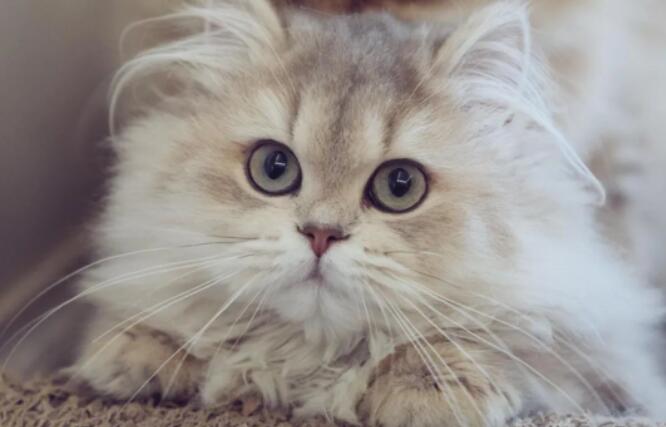 金故猫舍怎么订猫-宠物网