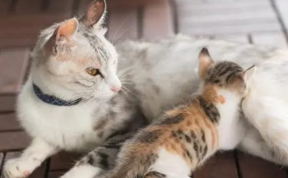 母猫会来月经吗？母猫有没有月经？