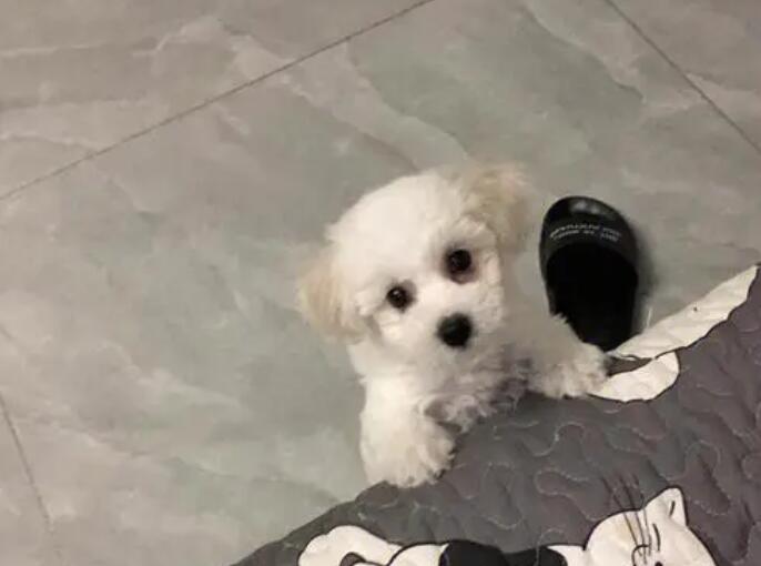 小比熊尿血怎么回事啊