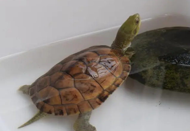 黄喉拟水龟吃蔬菜吗？你知道吗