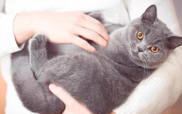 养猫有什么好处，本文有答案！