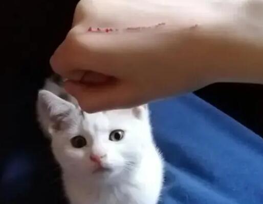 被猫抓伤了之后多久打针有效