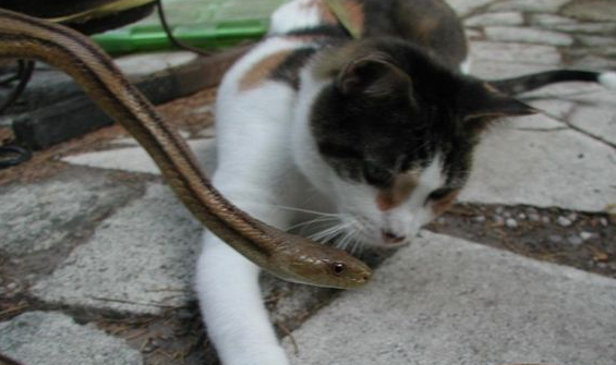 家里有猫蛇敢来吗？猫蛇其实可以共存