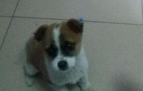  昨天喂食的狗狗今天出事儿了，实在忍不住了