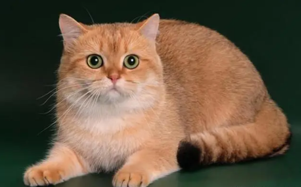 金渐层猫舍价格