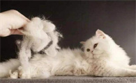 猫护理多少钱一次啊