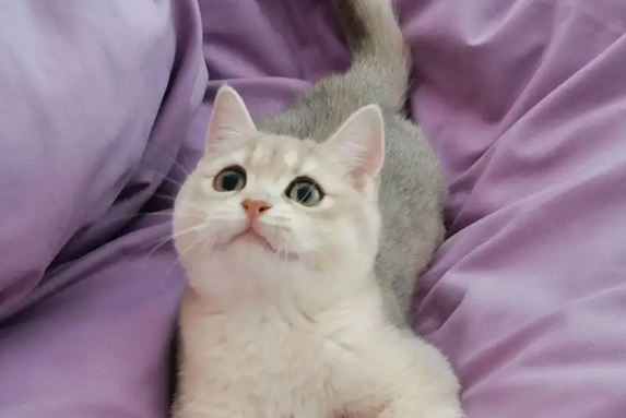 学生党看过来，适合学生养的猫便宜点