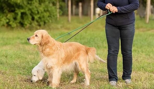 与众不同的金毛训练方法:如何训练金毛的服从性? 与众不同的金毛训练方法:如何训练金毛的服从性?