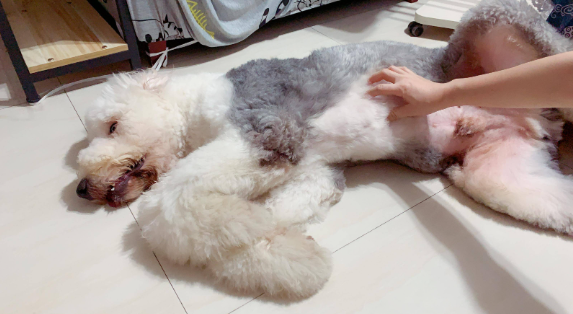 为什么狗狗肚子不能吹风呢