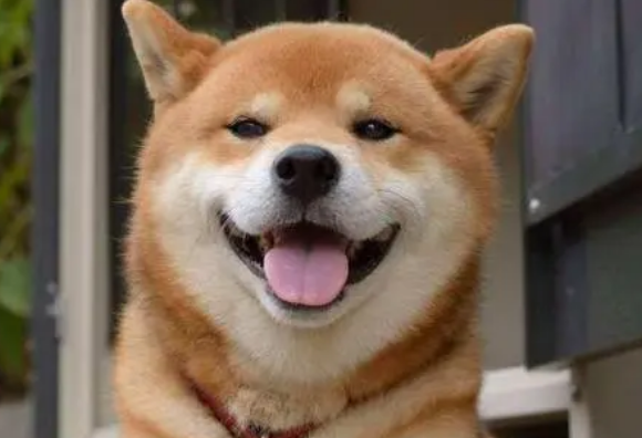 柴犬掉毛为什么这么比较严重？