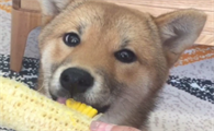 小狗不要吃狗粮饿四天了