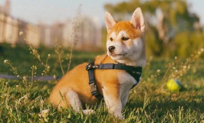 柴犬玩磨牙棒牙掉了该怎么办?需要种植牙齿吗? 柴犬玩磨牙棒牙掉了该怎么办?需要种植牙齿吗?