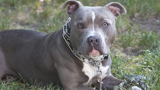 海外普遍的7种禁养犬，这种狗狗凶狠且不容易训练