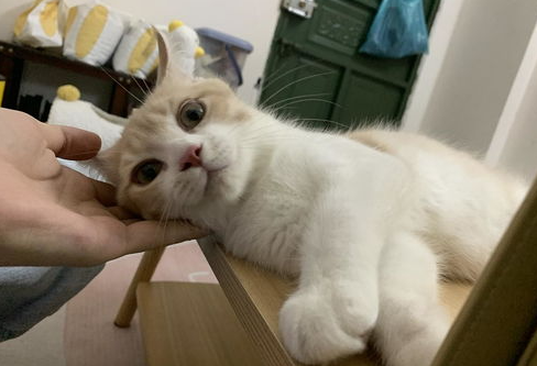 猫尿床上了该怎么办？教你应对方法！