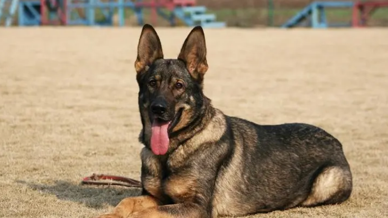 东德和西牧羊犬德杂交