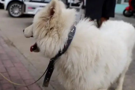 得知萨摩耶患犬瘟，大哥直言把它卖狗肉馆