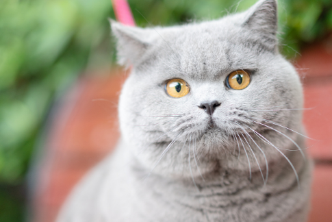 英国短毛猫疾病早知道