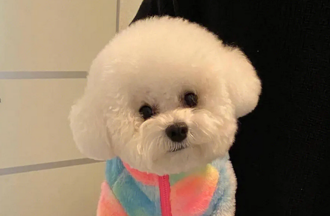 高颜值呆萌的比熊犬，你对它知多少？