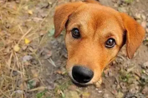 中华田园犬忠诚度排名
