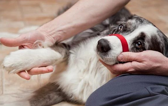 犬出血的原因与急救方法 犬出血的原因与急救方法